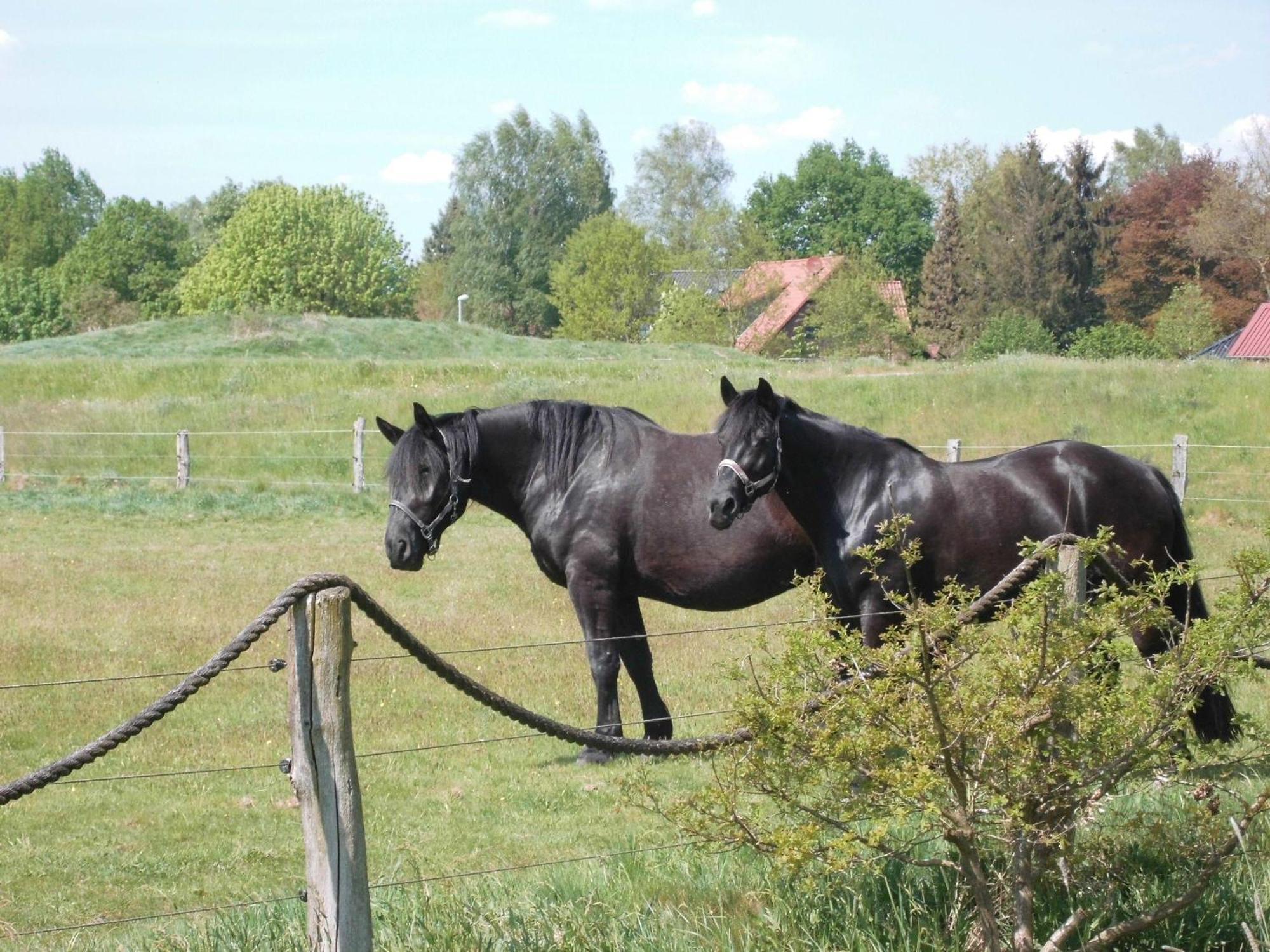 Kribitz Hodenhagen